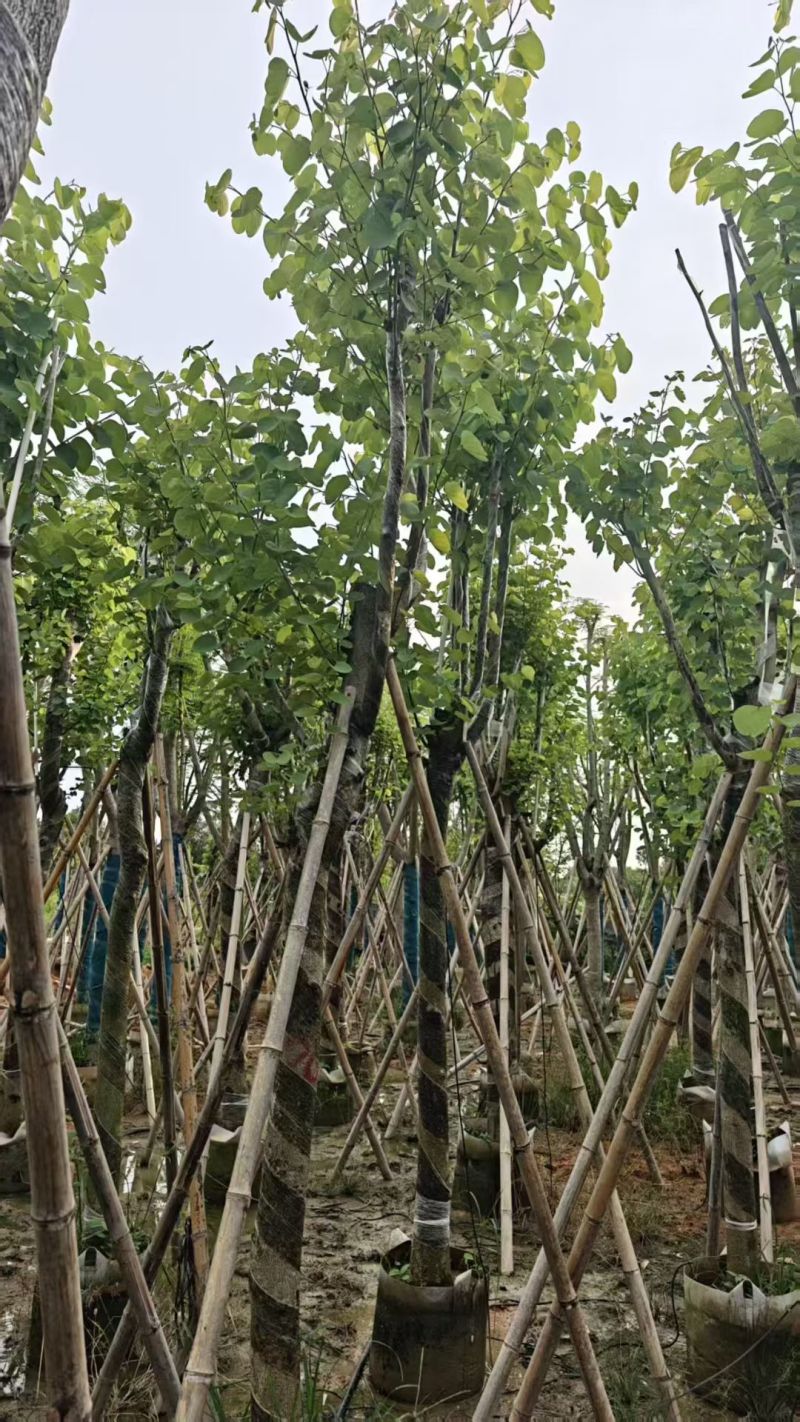 宫粉紫荆5-15