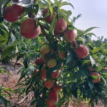 苹果桃，