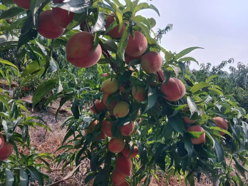 苹果桃，