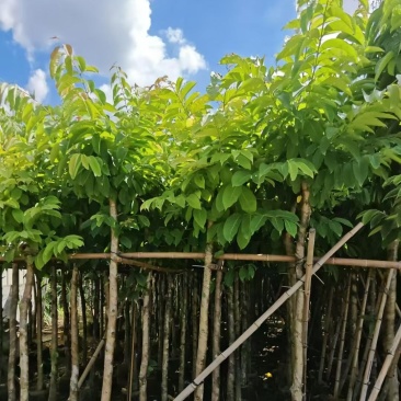 大叶紫薇5-10公分