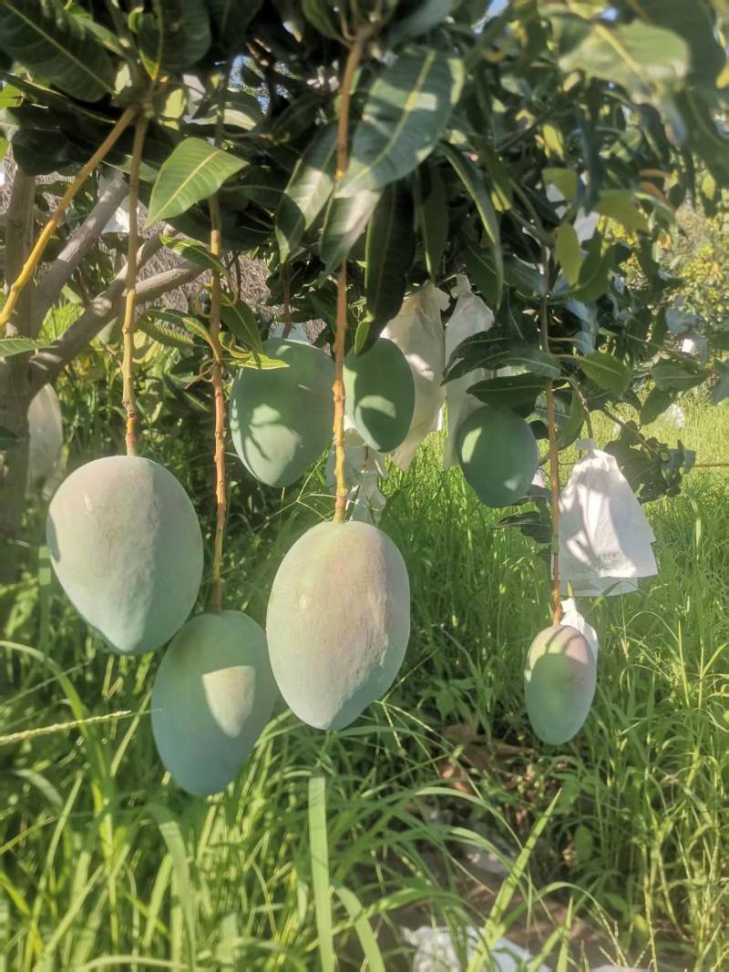 攀枝花凯特芒果