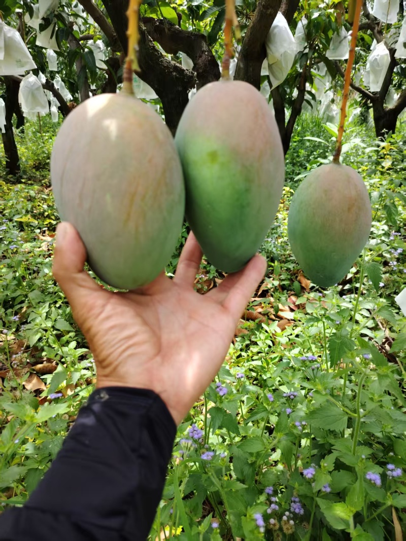 攀枝花凯特芒果