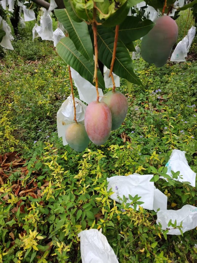 攀枝花凯特芒果