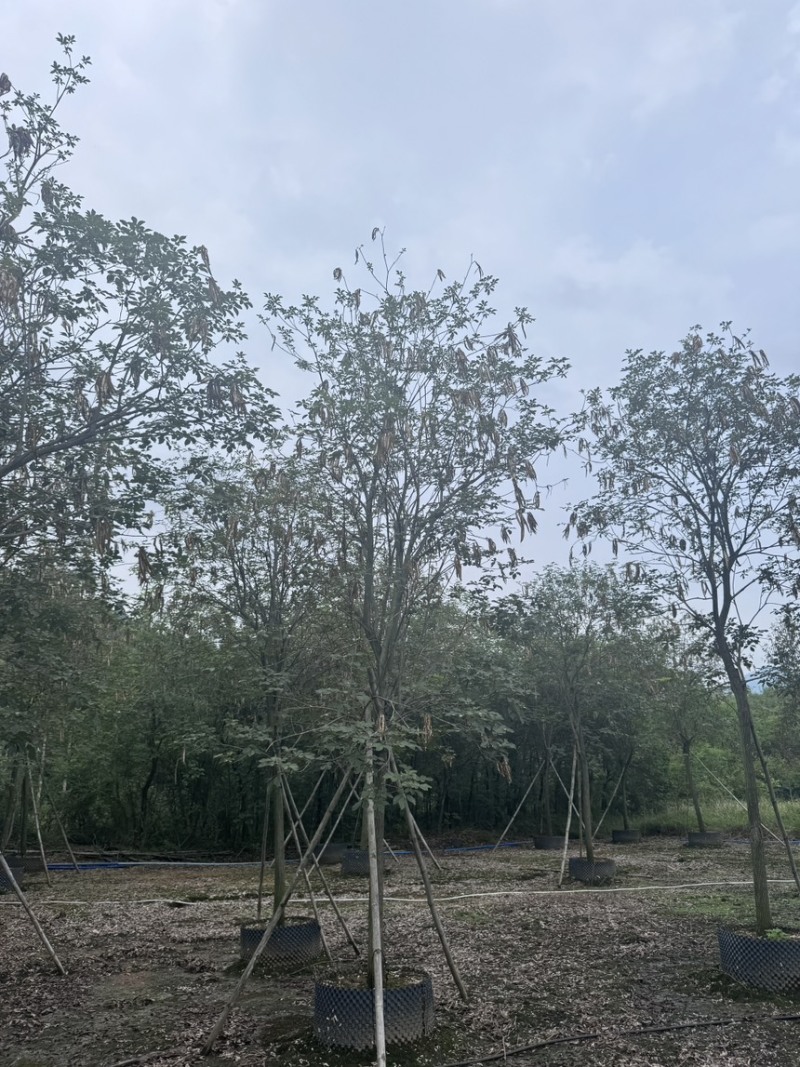 多花黄花风铃木8-20分有货。欢迎咨询选购