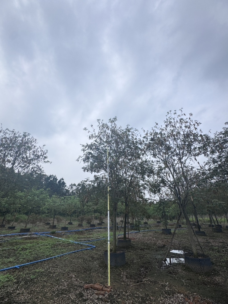 多花黄花风铃木8-20分有货。欢迎咨询选购