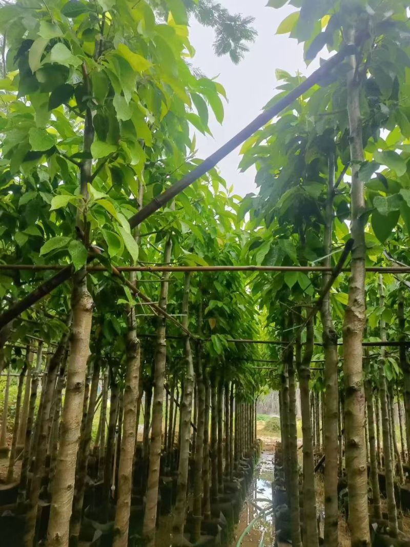 白玉兰4-10公分，大量现货