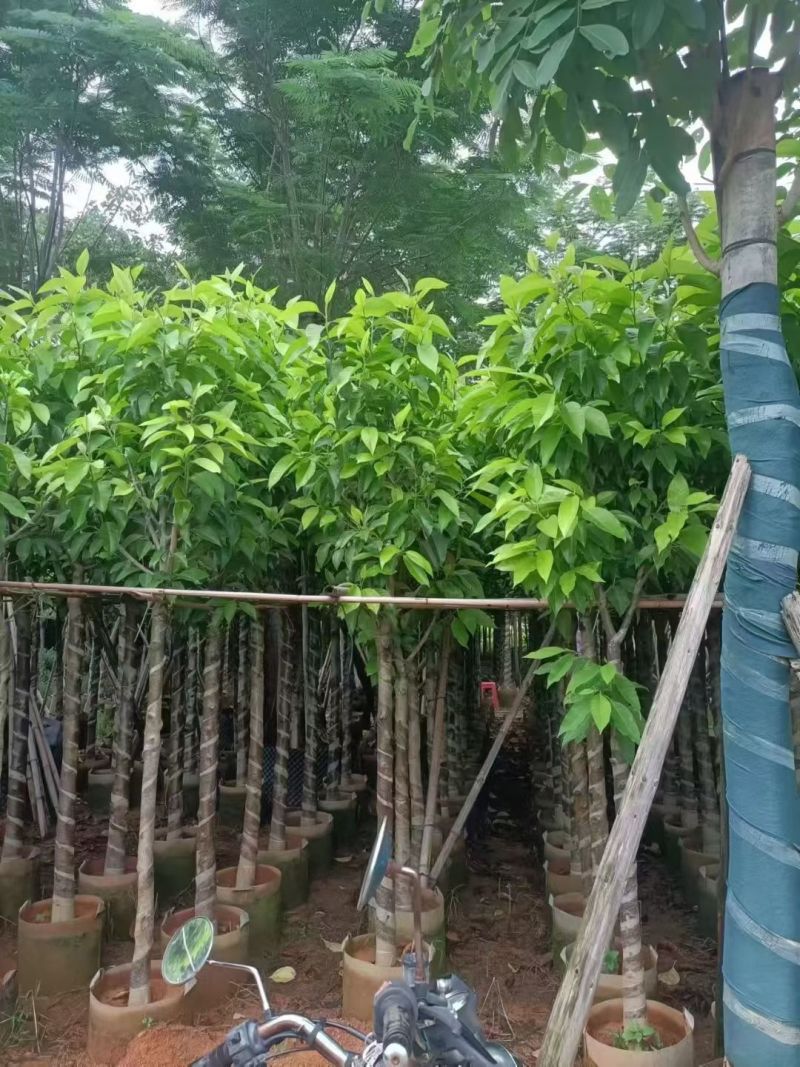 白玉兰4-10公分，大量现货