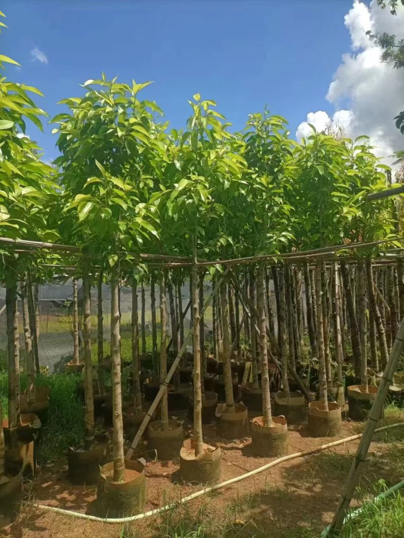 白玉兰4-10公分，大量现货