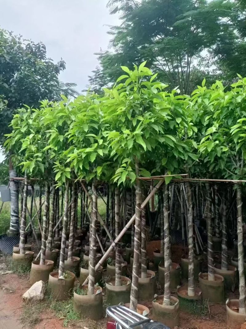 白玉兰4-10公分，大量现货