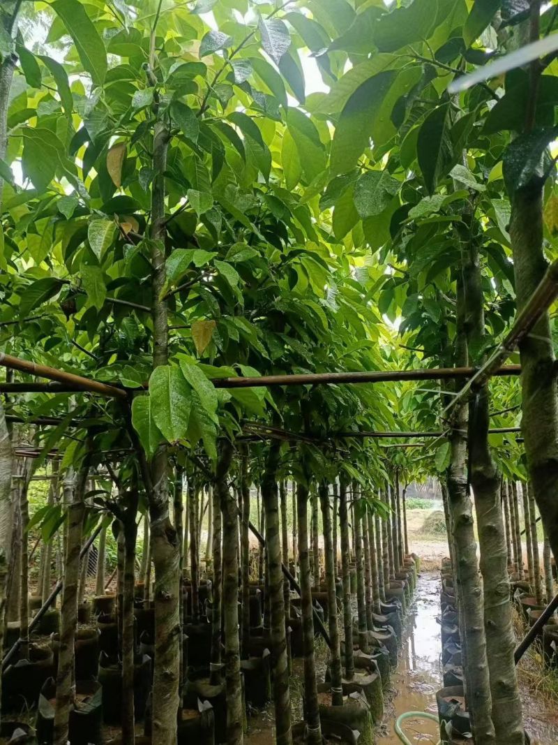 白玉兰4-10公分，大量现货