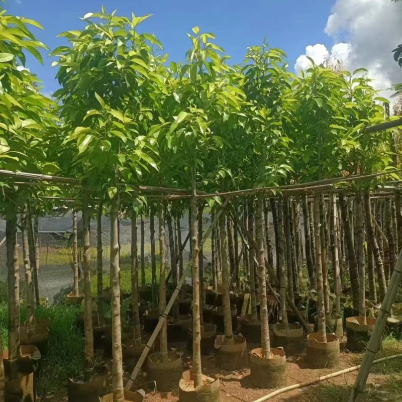白玉兰4-10公分，大量现货