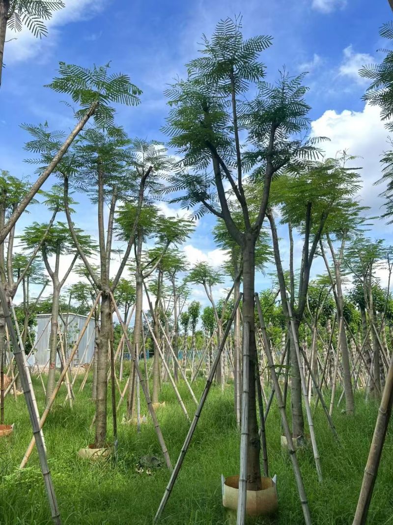 凤凰木5-10公分，大量现货