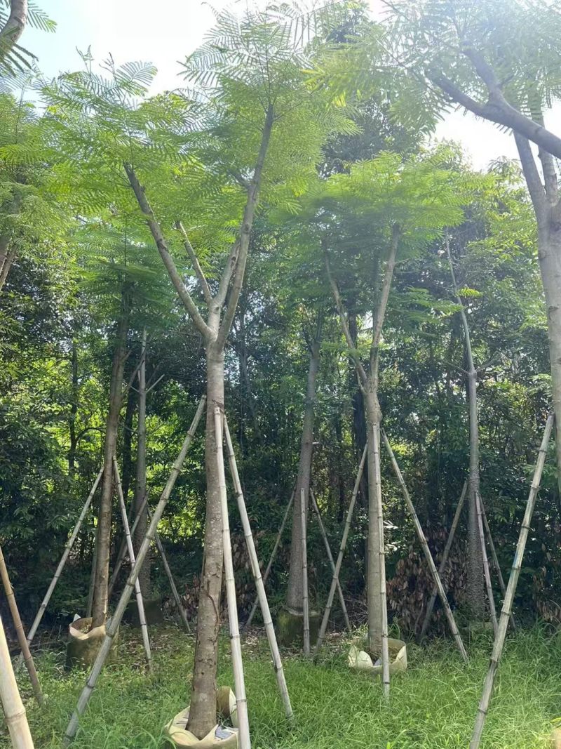 凤凰木5-10公分，大量现货