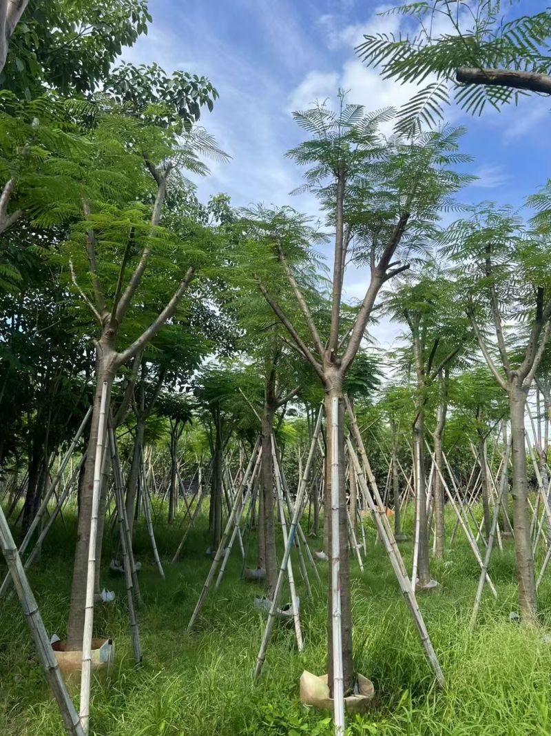 凤凰木5-10公分，大量现货