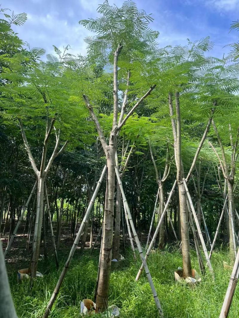 凤凰木5-10公分，大量现货