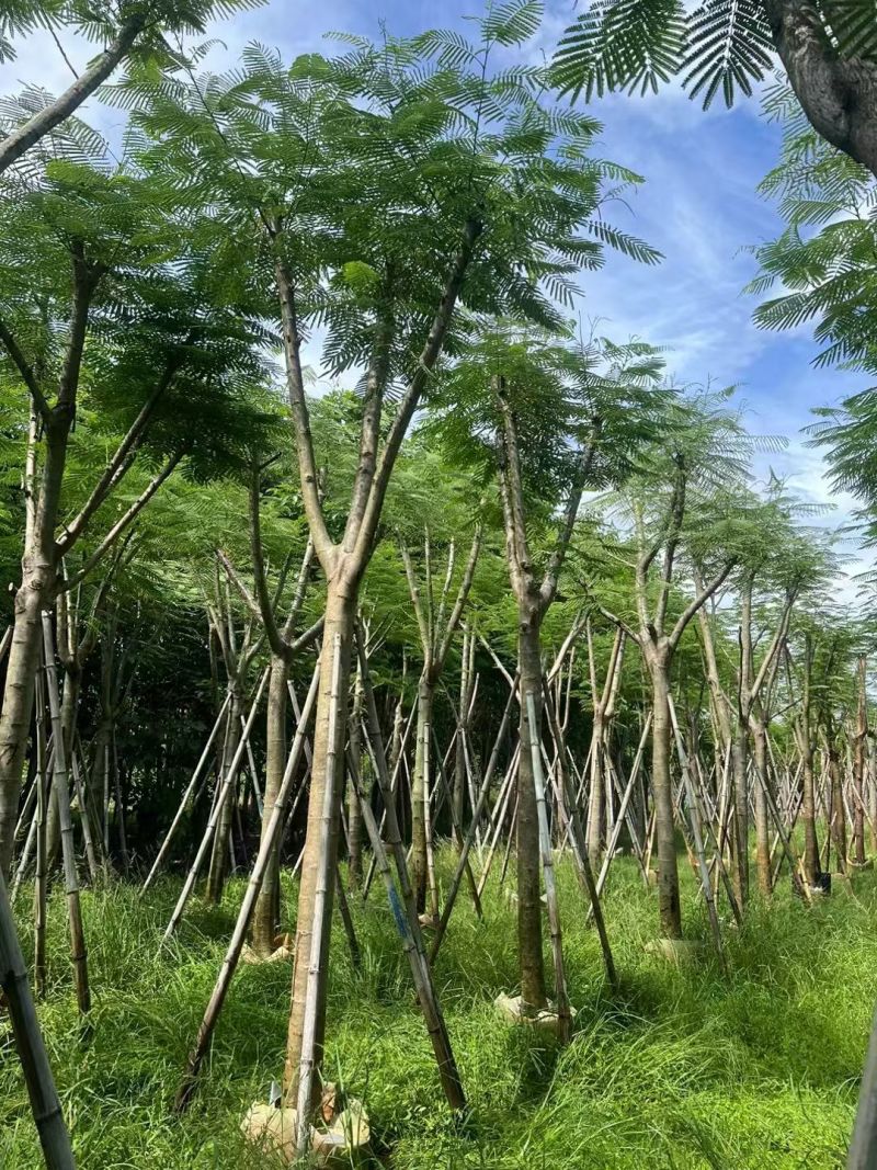 凤凰木5-10公分，大量现货