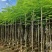 凤凰木5-10公分，大量现货
