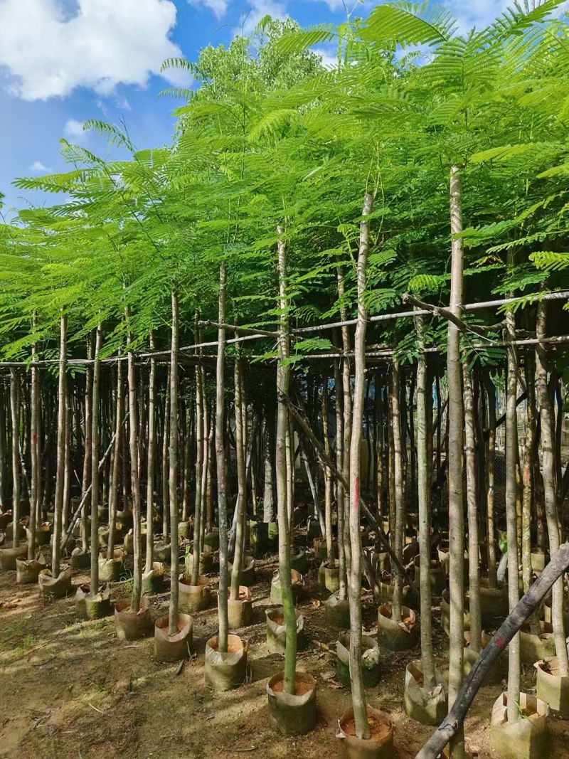 凤凰木5-10公分，大量现货