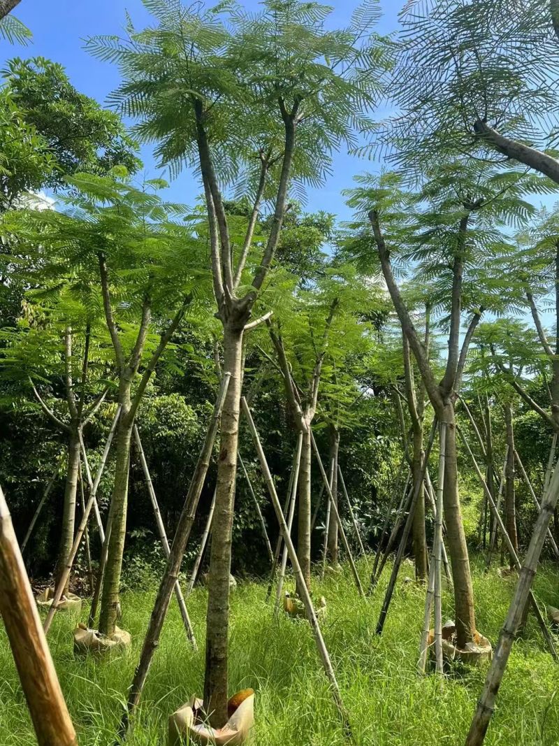 凤凰木5-10公分，大量现货