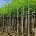 凤凰木5-10公分，大量现货
