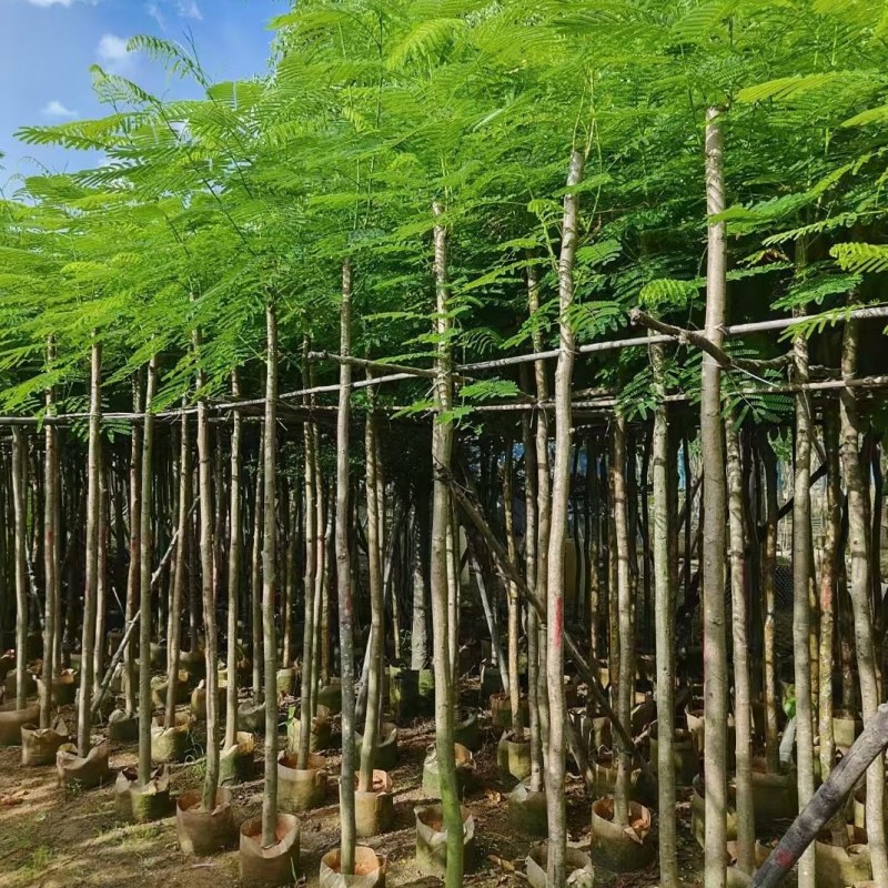 凤凰木5-10公分，大量现货