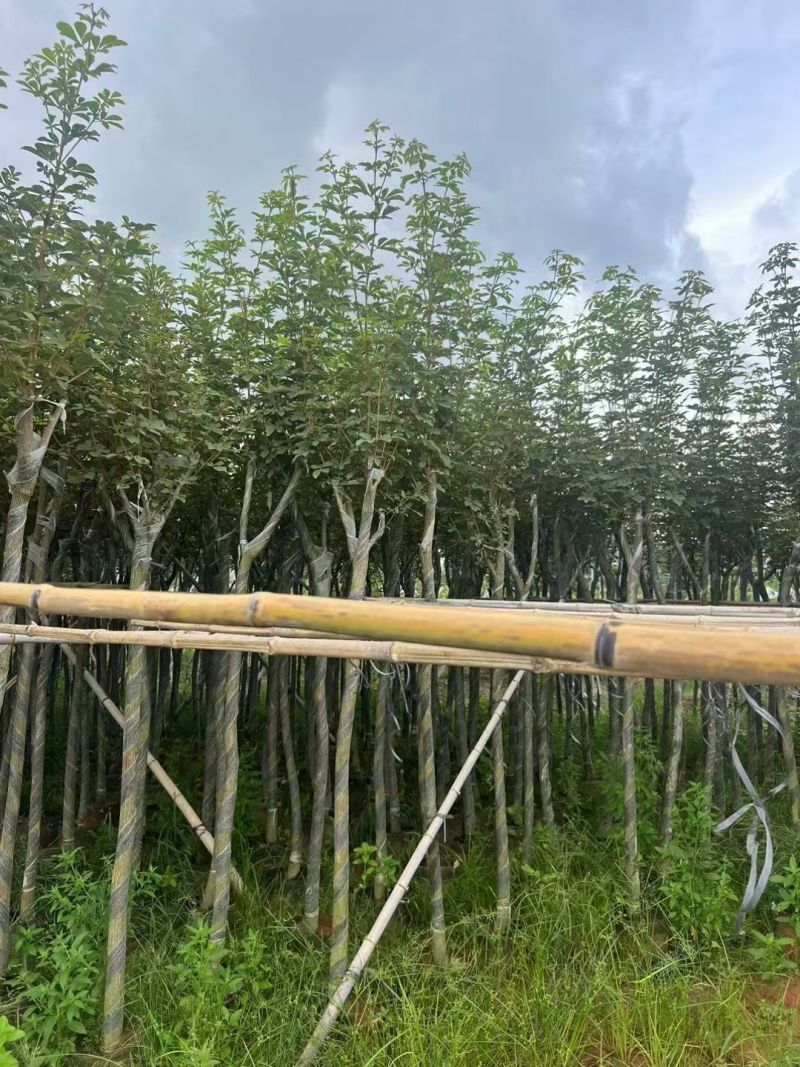 黄花风铃木