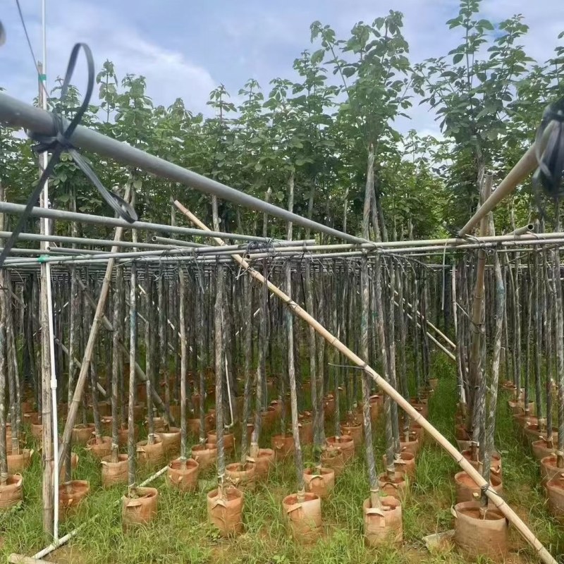 黄花风铃木