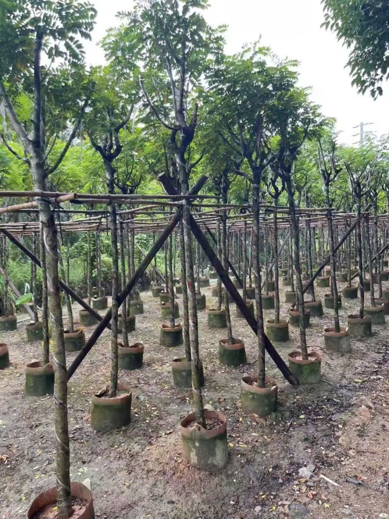 黄花槐3-8公分