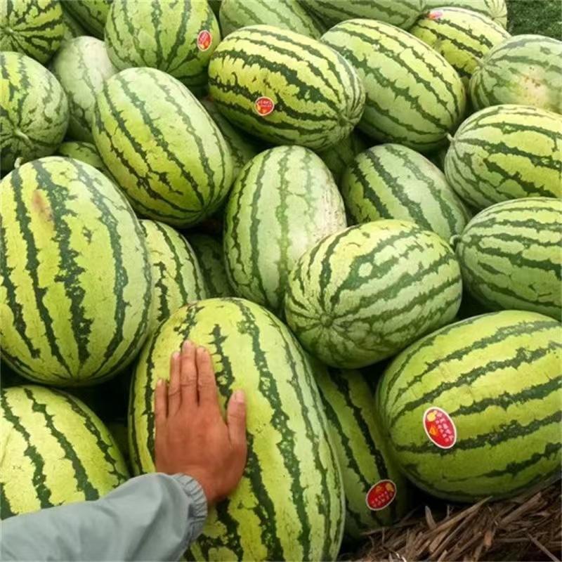 宁夏精品金城五号，产地直发，可视频看货，量大从优