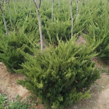 苗圃大量出售冠幅50-180厘米龙柏球