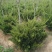 苗圃大量出售冠幅50-180厘米龙柏球