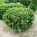 苗圃大量出售冠幅50-180厘米龙柏球
