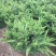 苗圃大量出售冠幅50-180厘米龙柏球