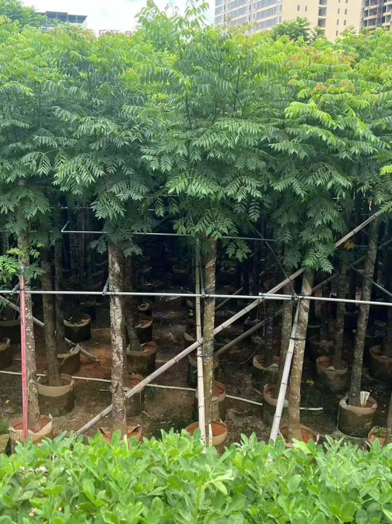 国庆花10公分