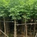 国庆花10公分