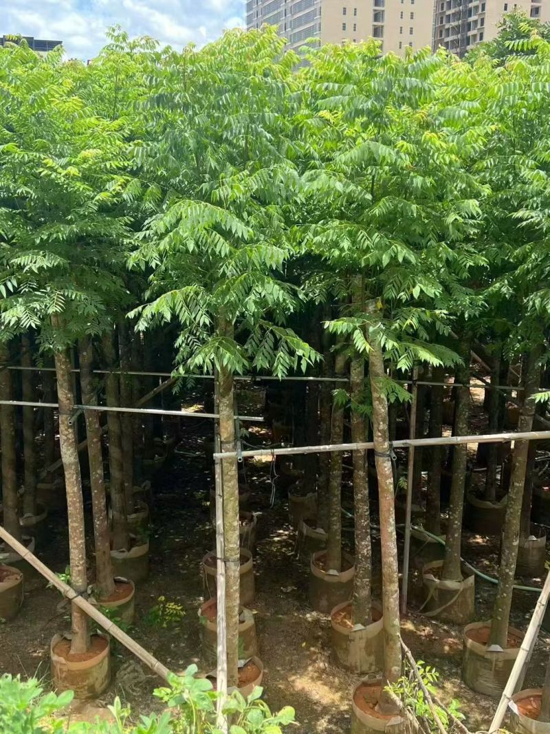 国庆花10公分