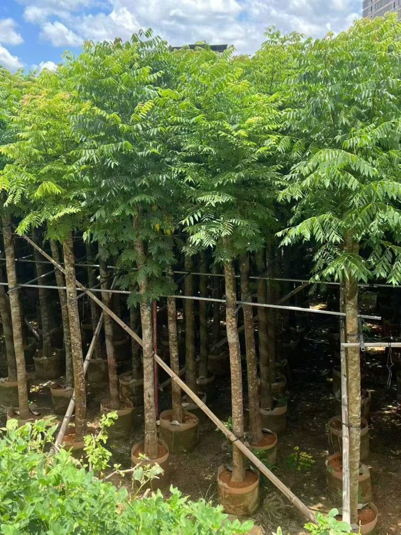 国庆花10公分