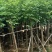国庆花10公分