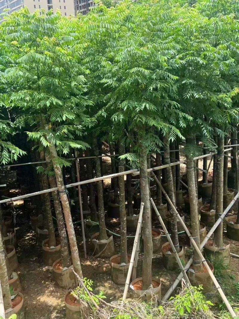 国庆花10公分