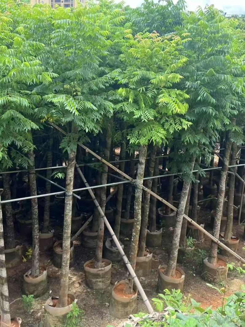 国庆花10公分