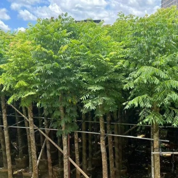 国庆花10公分