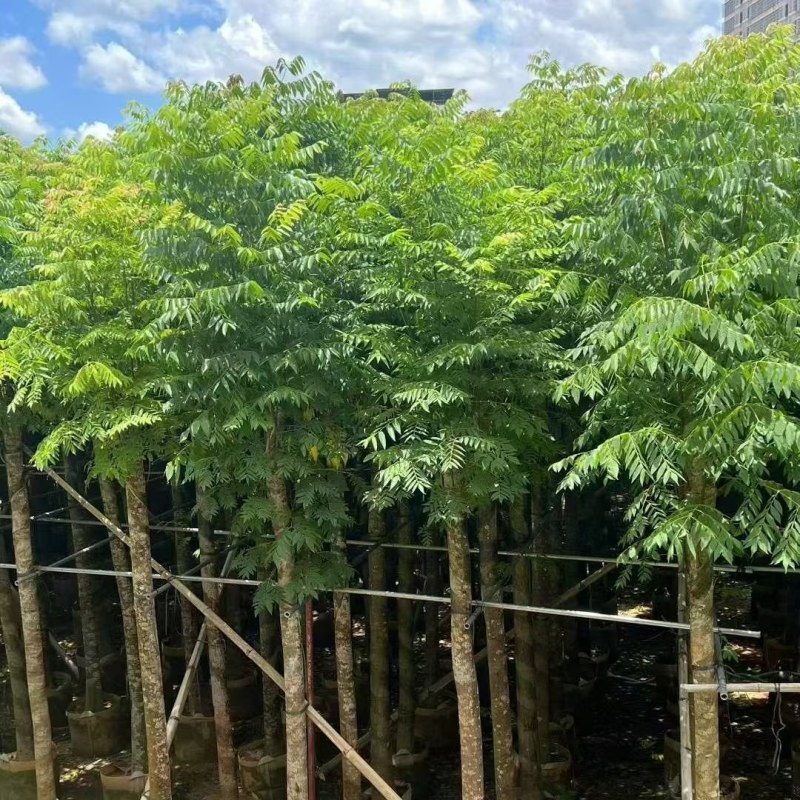 国庆花10公分