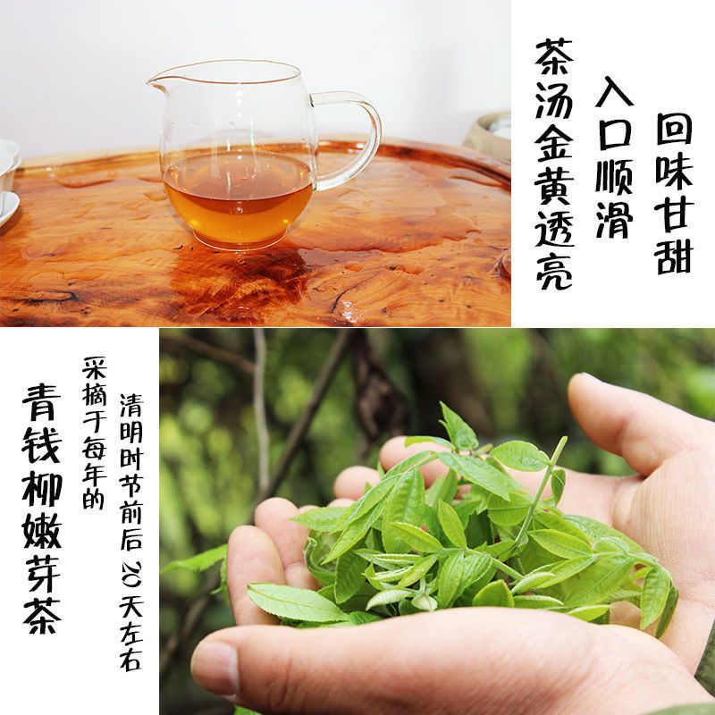 修水青钱柳原叶青钱柳江西青钱柳金钱柳茶采摘的