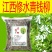 修水青钱柳原叶青钱柳江西青钱柳金钱柳茶采摘的