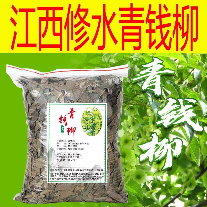 修水青钱柳原叶青钱柳江西青钱柳金钱柳茶采摘的