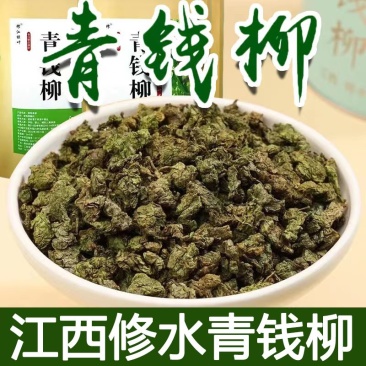 修水青钱柳原叶青钱柳江西青钱柳金钱柳茶采摘的