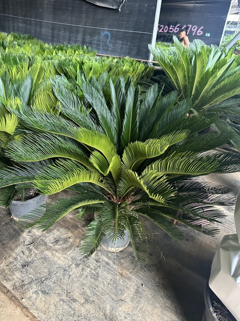 高杆子铁树盆栽大型苏铁