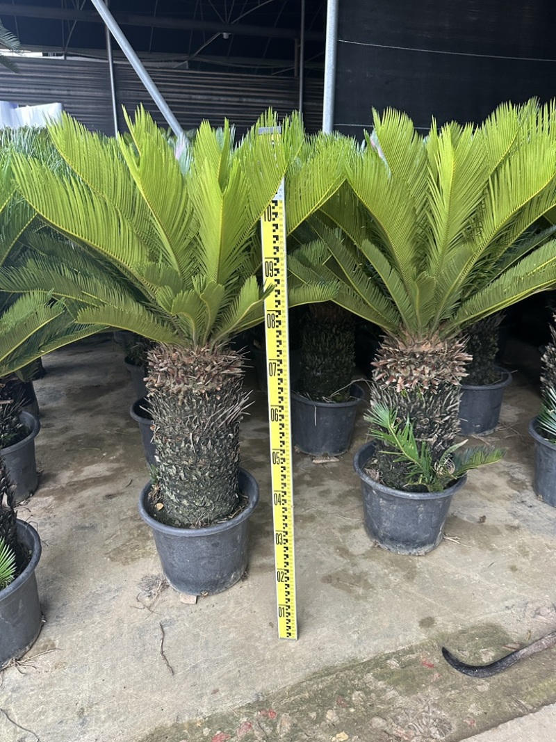 高杆子铁树盆栽大型苏铁
