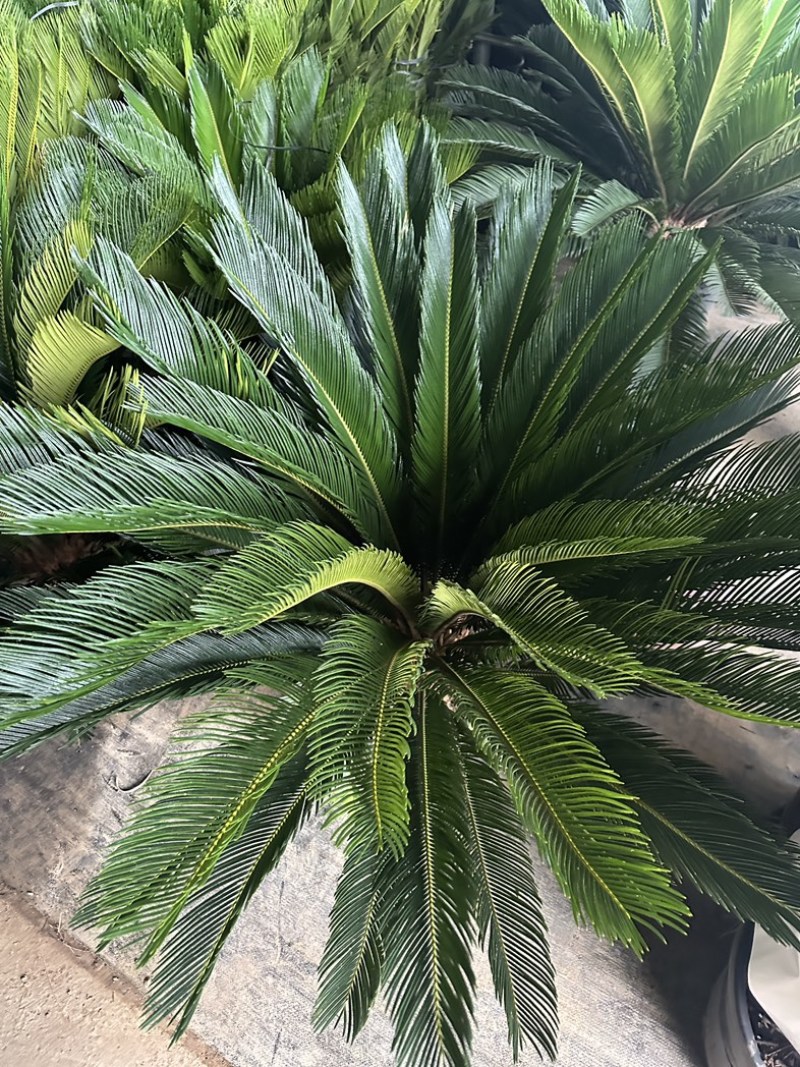 高杆子铁树盆栽大型苏铁