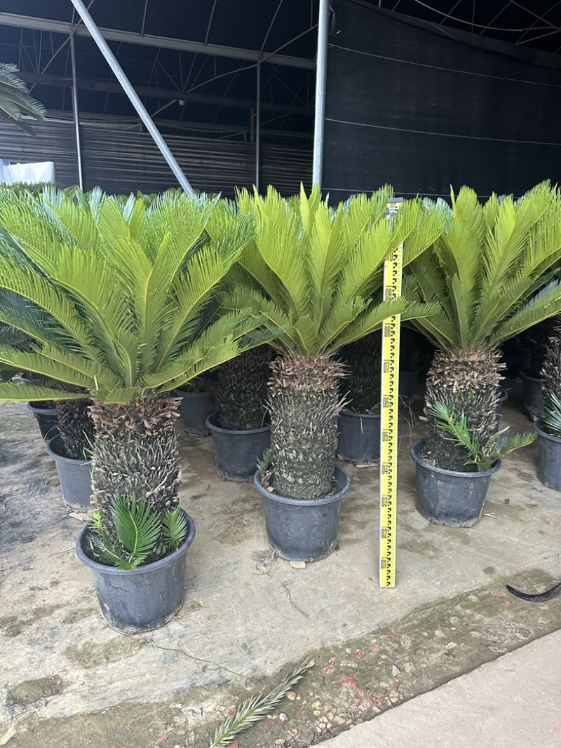 高杆子铁树盆栽大型苏铁
